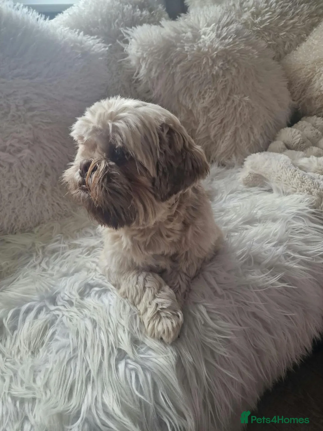 Shih Tzu dogs for stud: Beautyful Shih Tzu for Stud - Advert 7