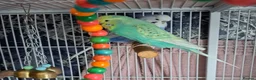 Budgerigars birds for sale: Male and Female budgies in Shrewsbury - Advert 4