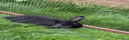 Mini Lop rabbits for sale: Mini lop baby rabbits - Advert 7
