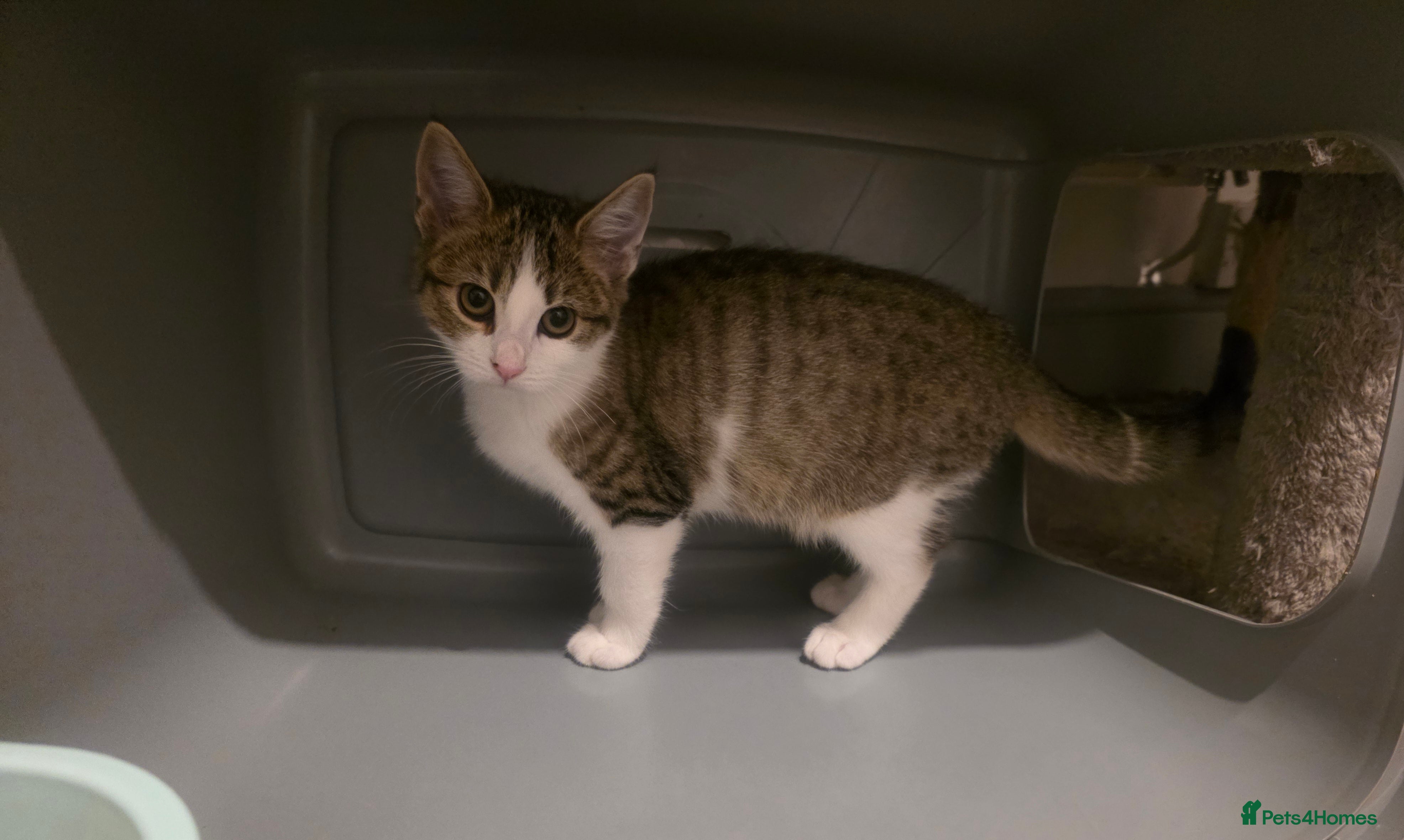 Mixed Breed cats Only 1 and 5 still looking for new homes.  - Advert 16