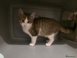 Mixed Breed cats Only 1 and 5 still looking for new homes. - Advert 16