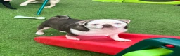 Pug dogs for sale: adult kc lilac tan panda boy with blue eyes  - Advert 8