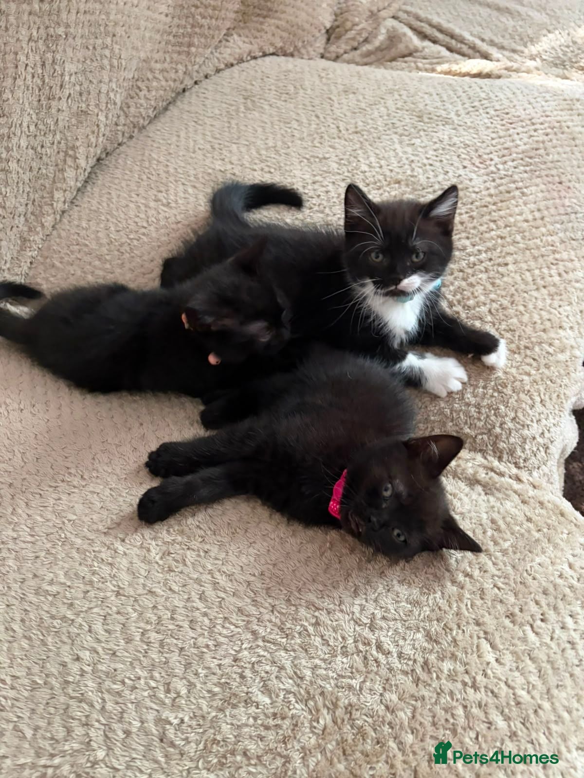 British Shorthair cats British Short Hair kittens 2 left - Advert 2