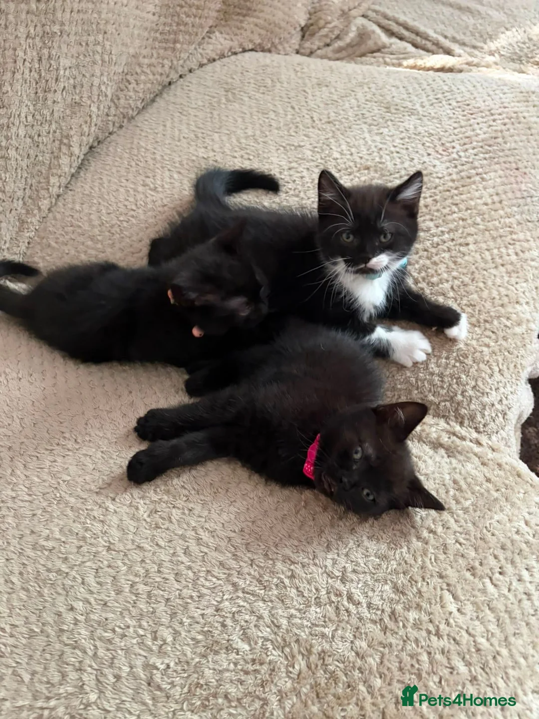 British Shorthair cats for sale: British Short Hair kittens 2 left - Advert 2