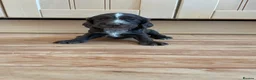 Cocker Spaniel dogs for sale: Beautiful working cocker spaniel puppies  - Advert 8