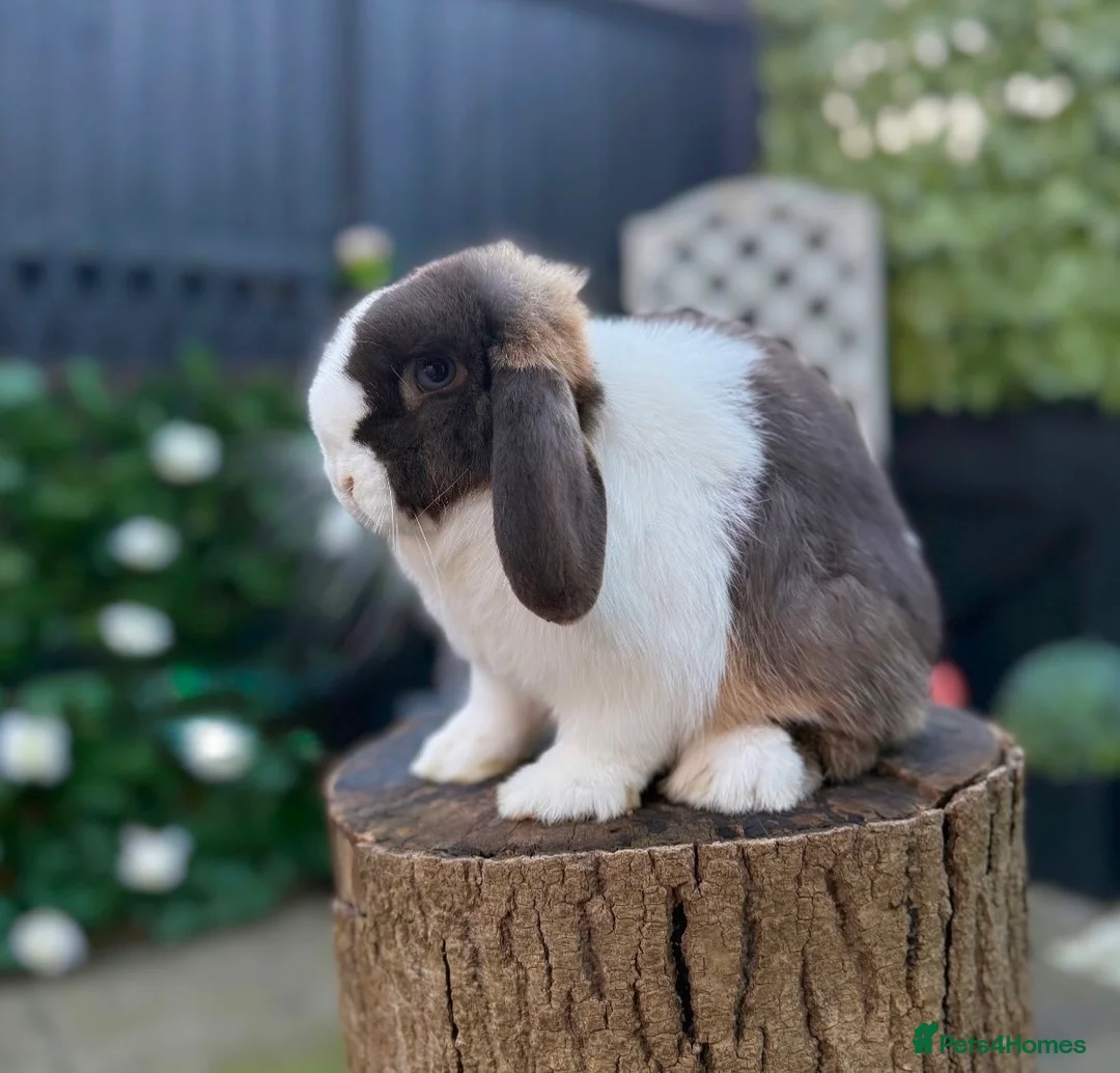 Mini Lop rabbits for sale: Mini Lop Doe Chocolate Otter Split Blue Eyed - Advert 2