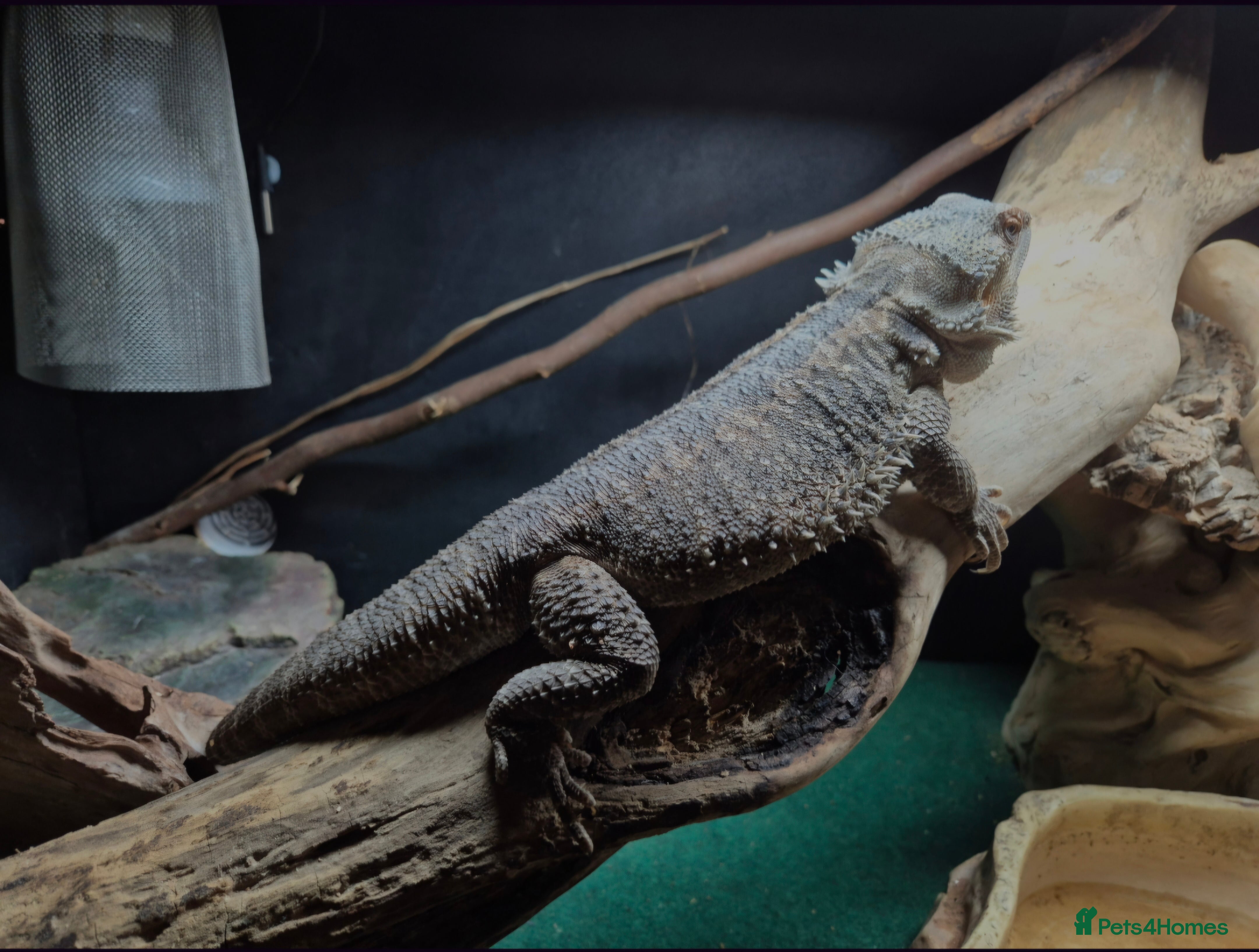 Bearded Dragon reptiles female bearded dragon - Advert 1