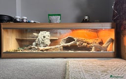 Bearded Dragon reptiles for sale: Bearded dragon and full set up - Image 4