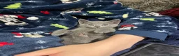 Russian Blue cats for sale: Pure Russian Blue kittens  - Advert 10