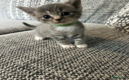Domestic Shorthair cats for sale: Blue/Brown/Black Tabbies (DSH) - Image 17
