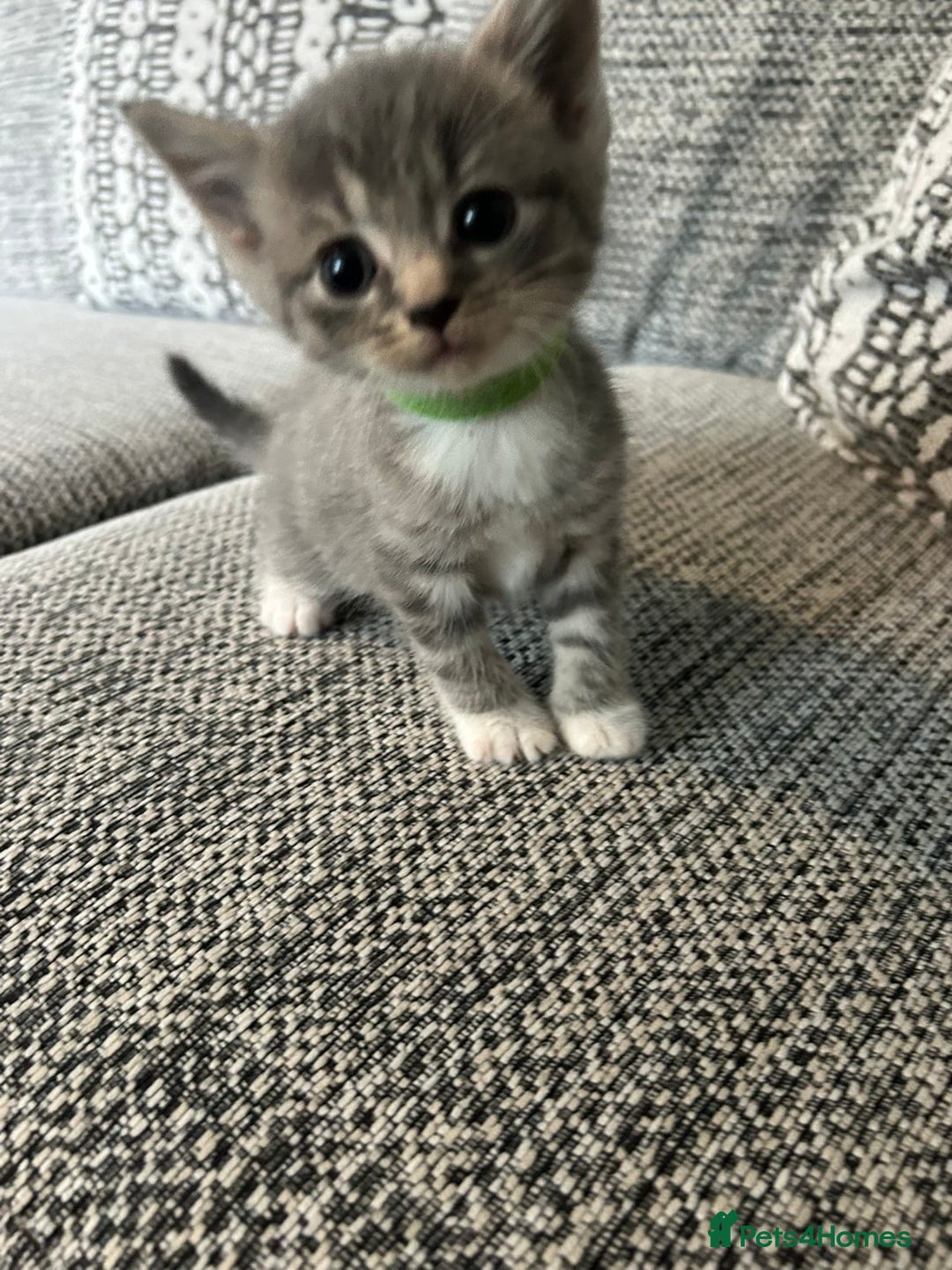 Domestic Shorthair cats for sale: Blue/Brown/Black Tabbies (DSH) - Image 17