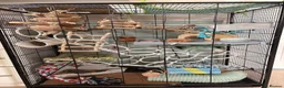 Rat rodents for sale: Two female rats in Wolverhampton - Advert 5