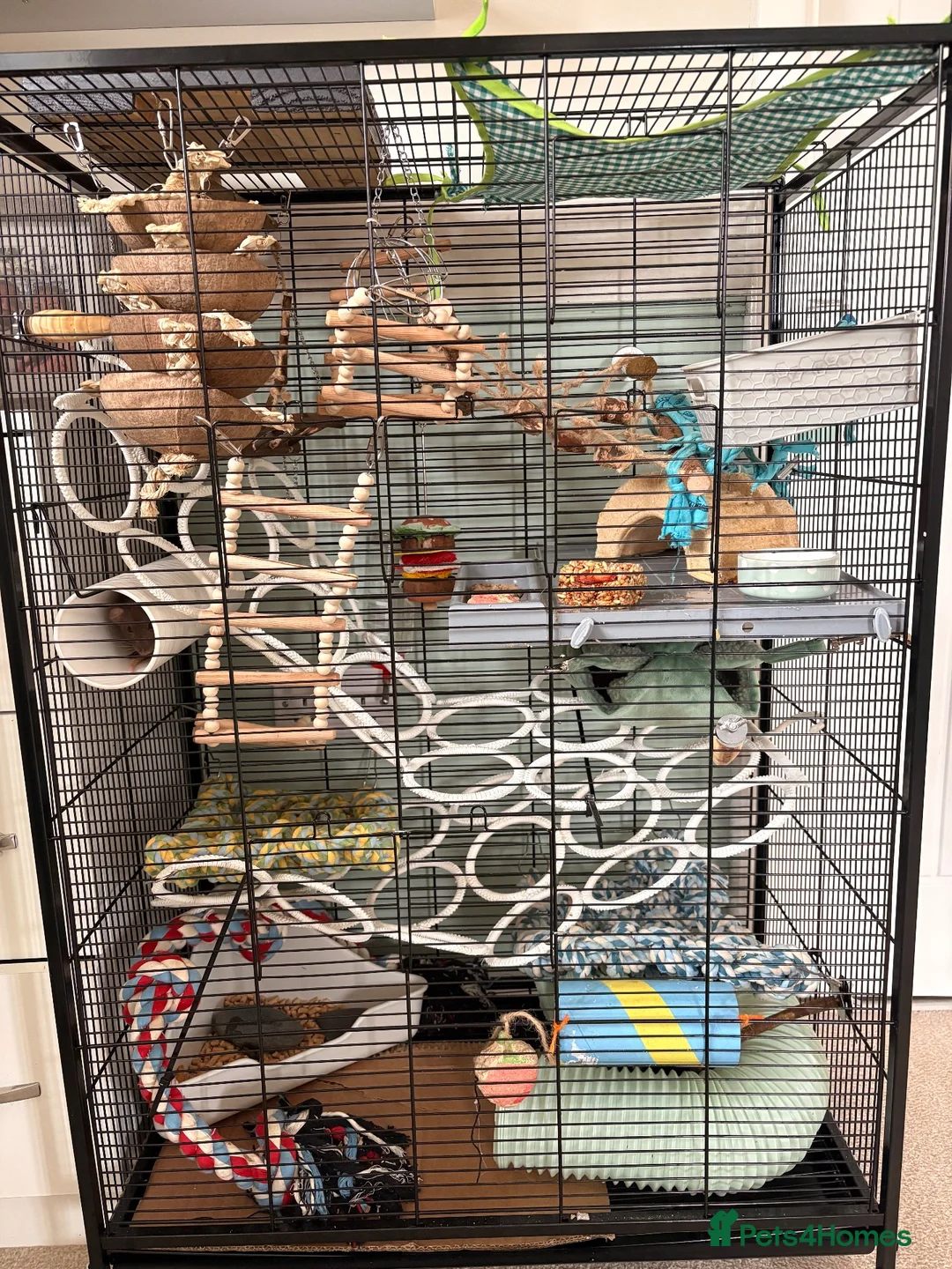 Rat rodents for sale: Two female rats in Wolverhampton - Advert 5