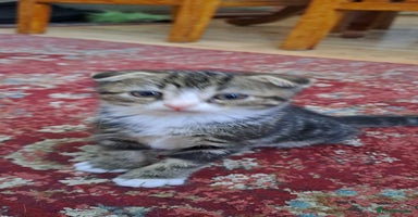 Scottish Fold cats - Advert 15