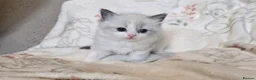 Ragdoll cats for sale: Gorgeous Pedigree ragdoll kittens - Advert 23
