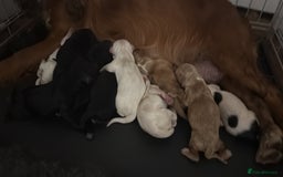 Cocker Spaniel dogs for sale: Working Cocker Pups - Image 3