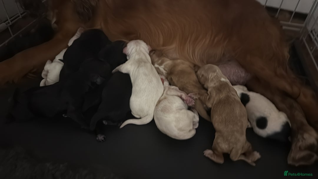 Cocker Spaniel dogs for sale: Working Cocker Pups - Image 3