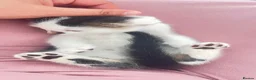 Mixed Breed cats for sale: Small kittens ready now london n9  in London - Advert 24