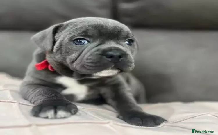 Staffordshire Bull Terrier dogs Quality health tested Staffordshire bull terrier - Advert 13