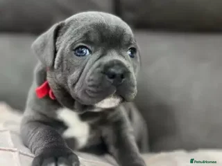 Staffordshire Bull Terrier dogs Quality health tested Staffordshire bull terrier - Advert 9