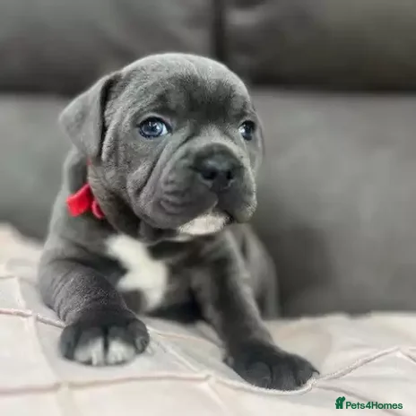Staffordshire Bull Terrier dogs Quality health tested Staffordshire bull terrier - Advert 1