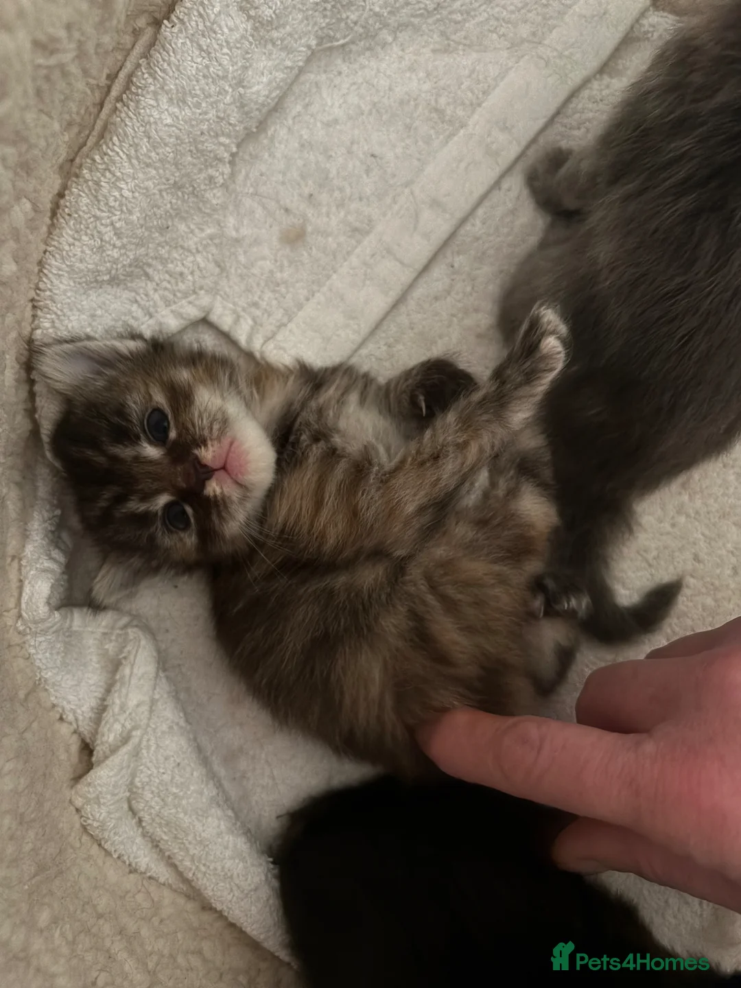 Ragcoon cats for sale: Ragcoons Kittens  - Advert 2