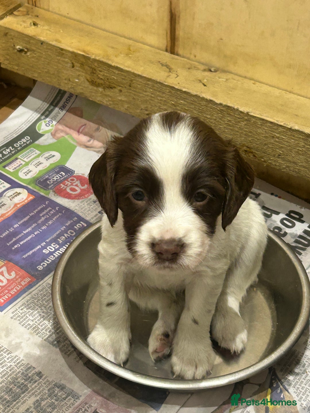 Sprocker dogs for sale: Working Sprocker Spaniels  - Advert 3