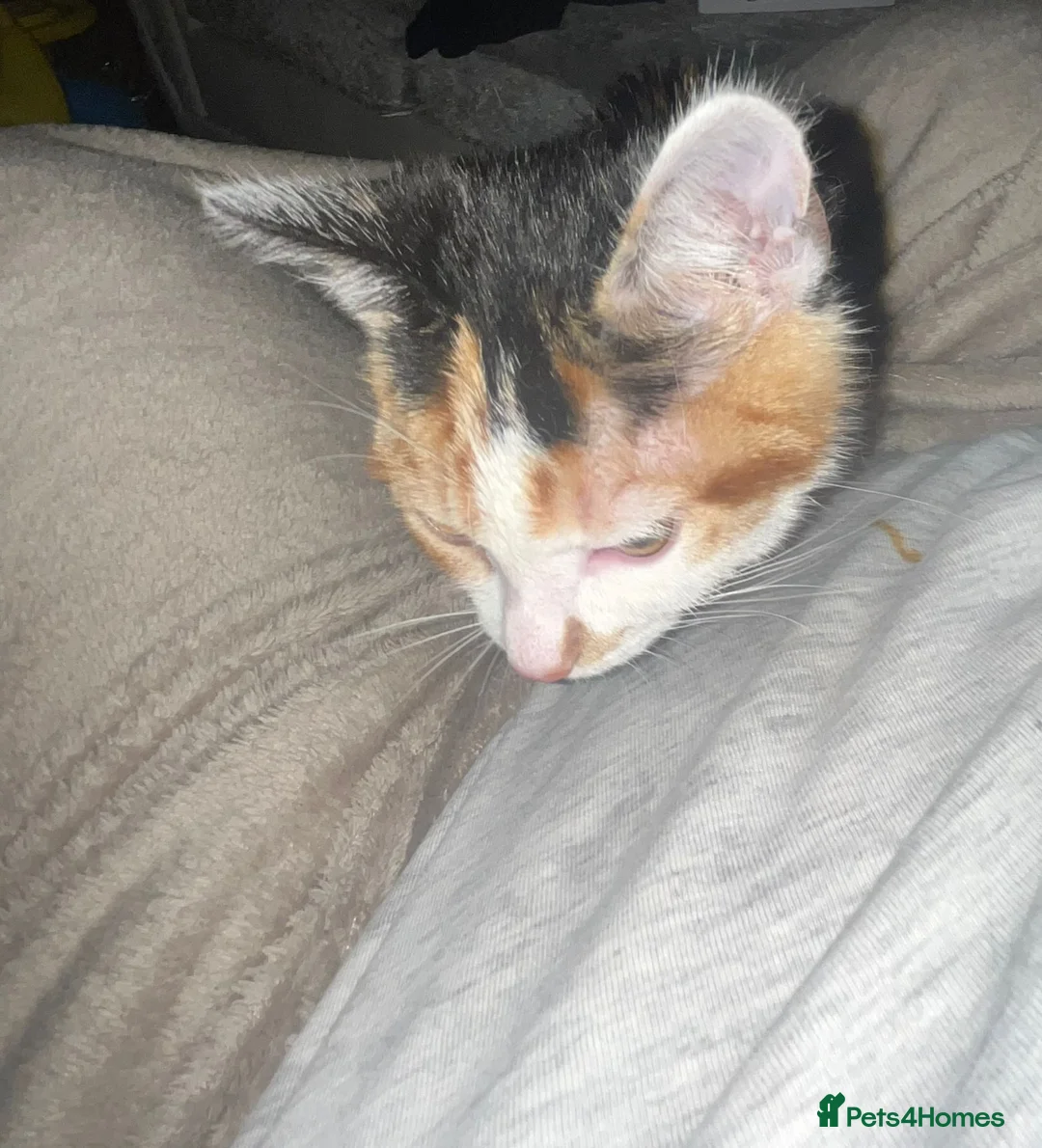 Mixed Breed cats for sale: Kitten for sale  - Advert 2