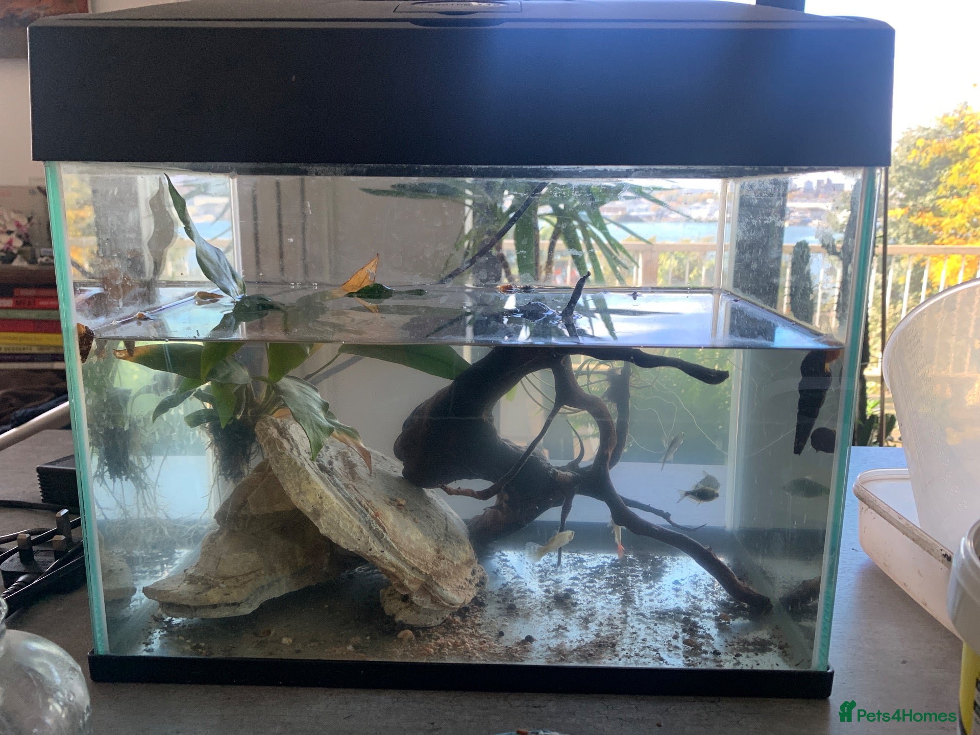 Other/Mixed Breed fish for sale: Fish and accessories  - Advert 2