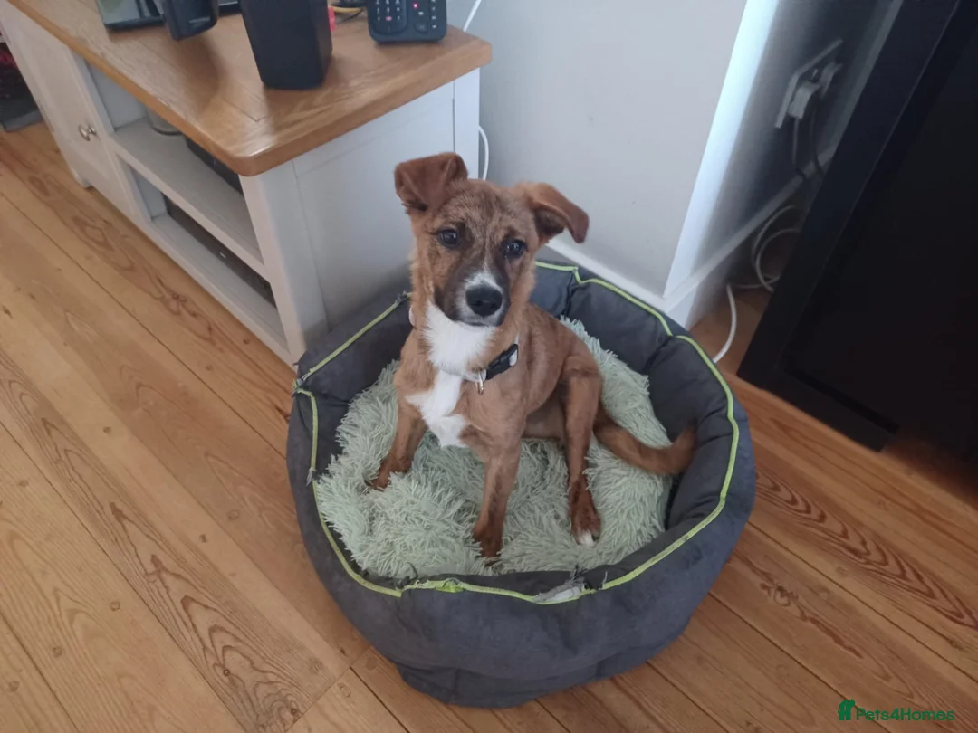 Mixed Breed dogs for adoption: Tim 💙 in Bournemouth - Advert 2