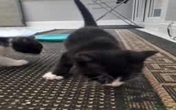 Mixed Breed cats for sale: Ready now! Beautiful kittens - Image 6