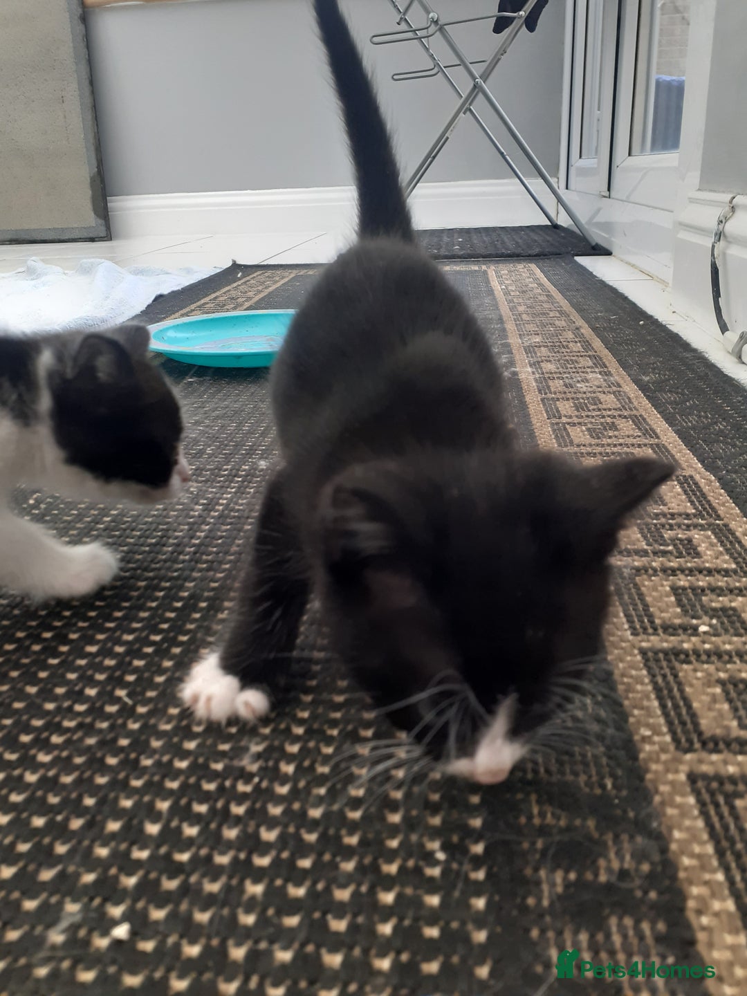Mixed Breed cats for sale: Ready now! Beautiful kittens - Image 6