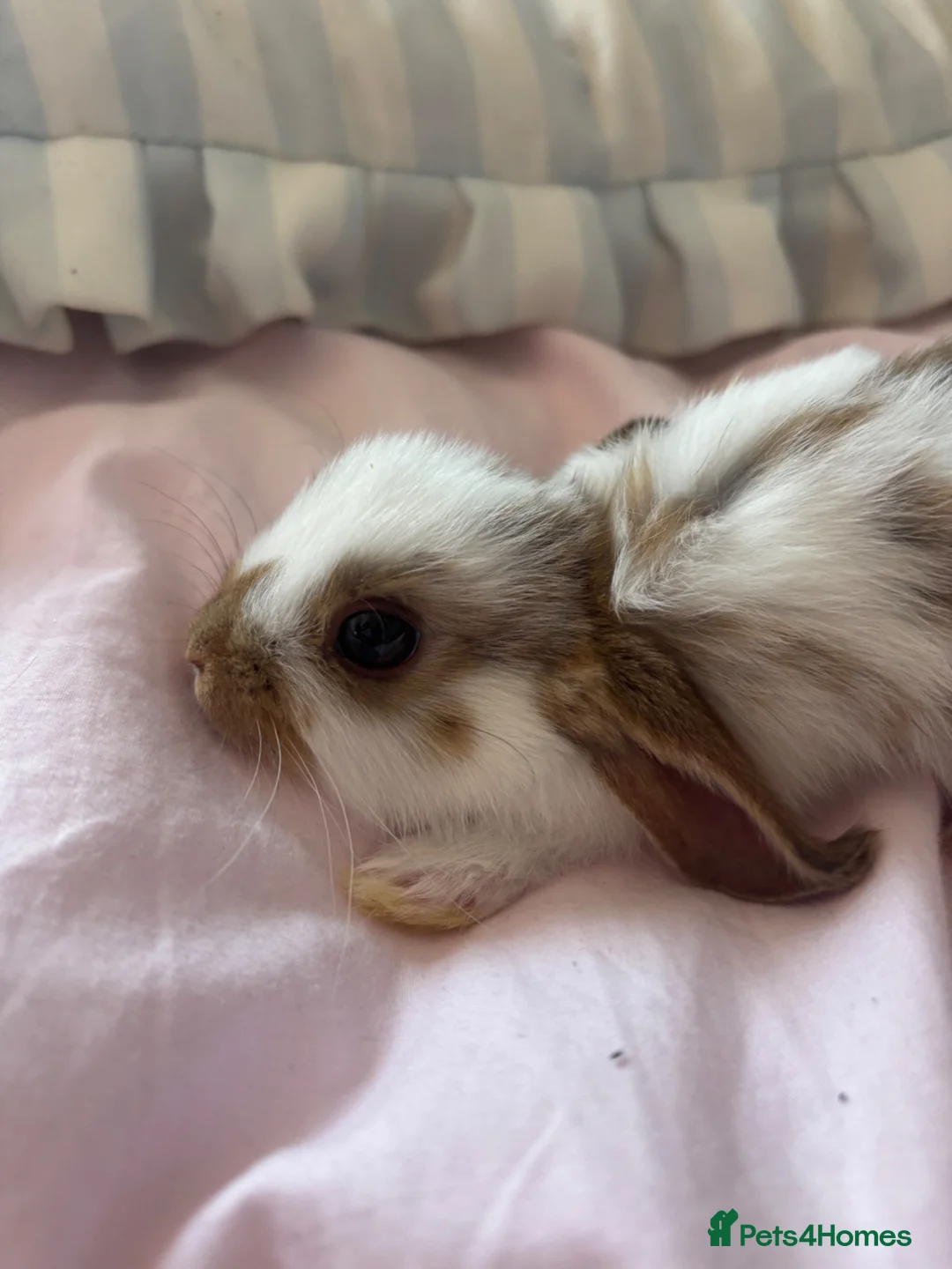 Mixed Breed rabbits for sale: Gorgeous mixed dwarf lop bunnies  - Advert 2