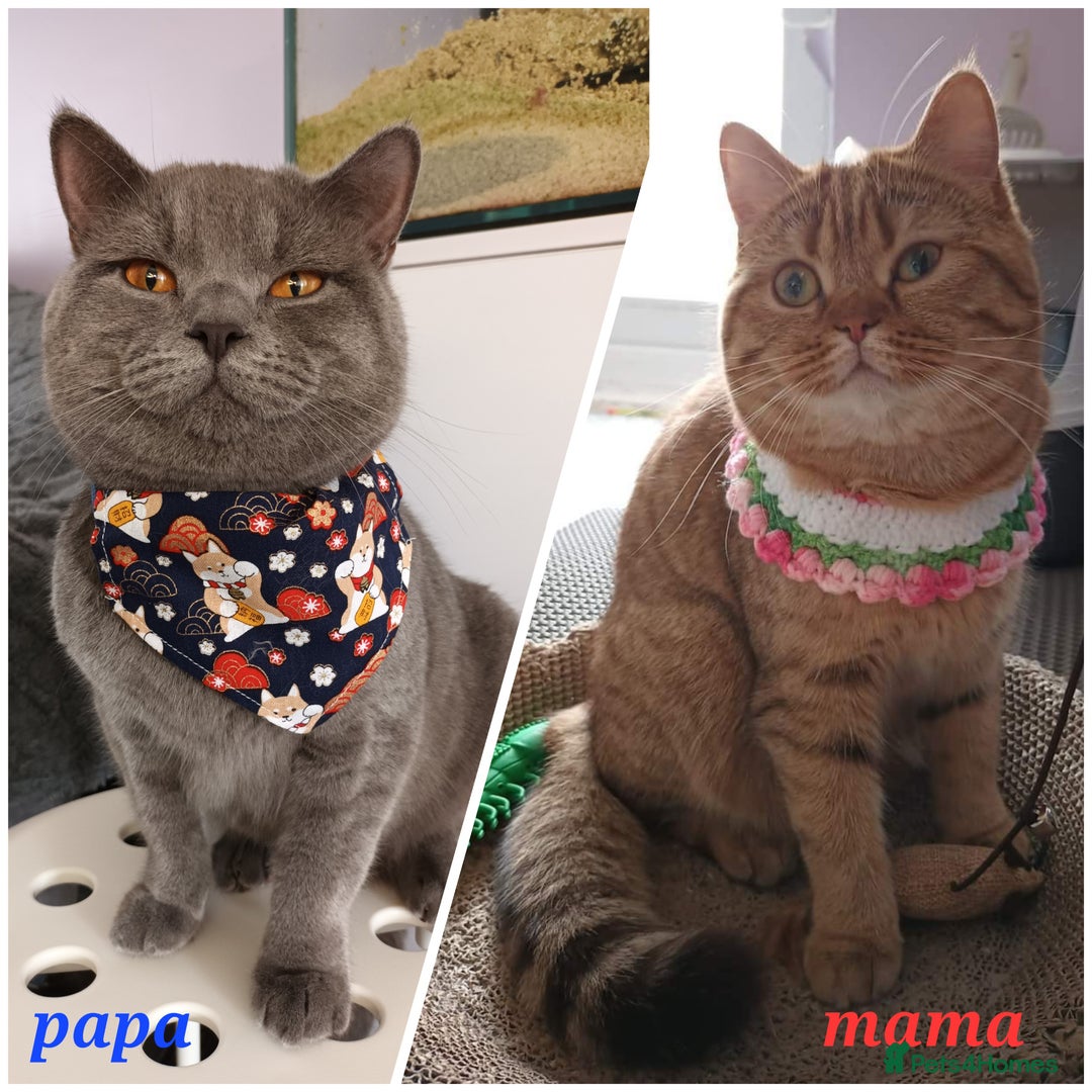 British Shorthair cats for sale: Left 1 boy only (British Shorthair) - Advert 16