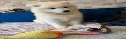 Samoyed dogs for sale: 🐾puppies are ready for new happy homes🐾 - Advert 5