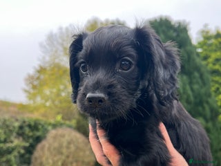 Cocker Spaniel dogs - Advert 24
