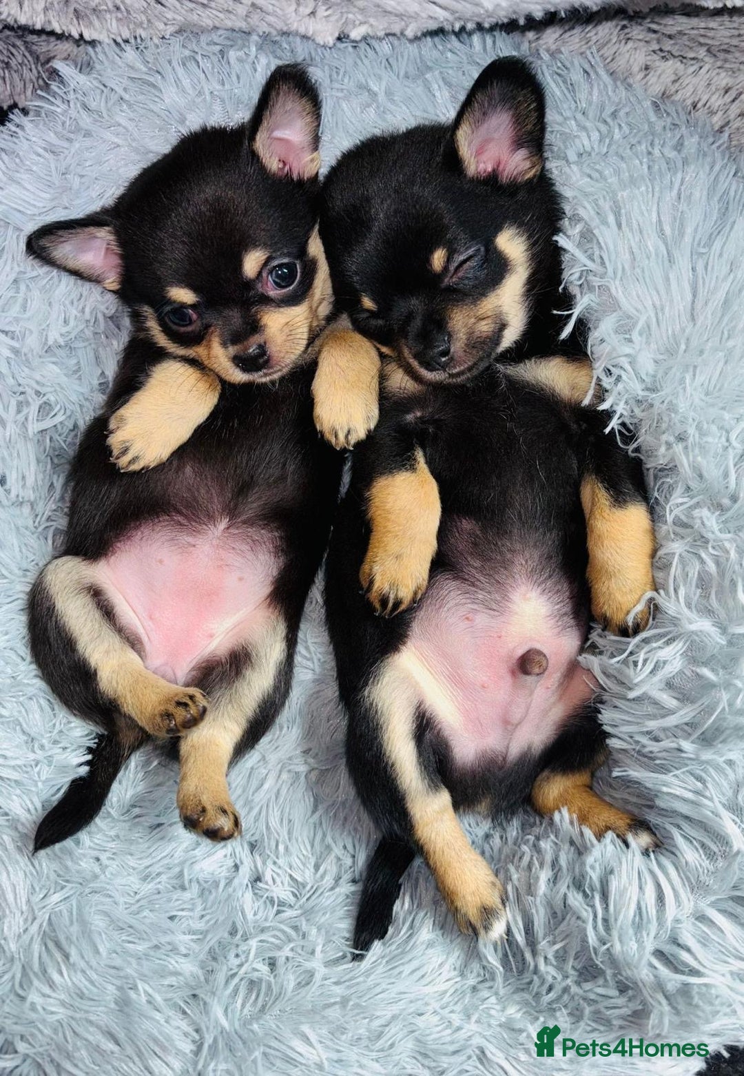 Chihuahua dogs for sale: Pure Breed Chihuahua  - Image 14
