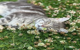 British Shorthair cats for sale: Sweet Halloween Baby Looking for a Loving Home🎃🐾 - Image 6