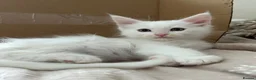 Maine Coon cats for sale: Gorgeous Maine coon kittens for sale-1 polydactyl - Advert 11