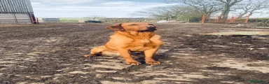 Labrador Retriever 1