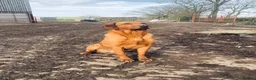 Labrador Retriever dogs for sale: Stunning KC REG fox red Labrador male  - Advert 8