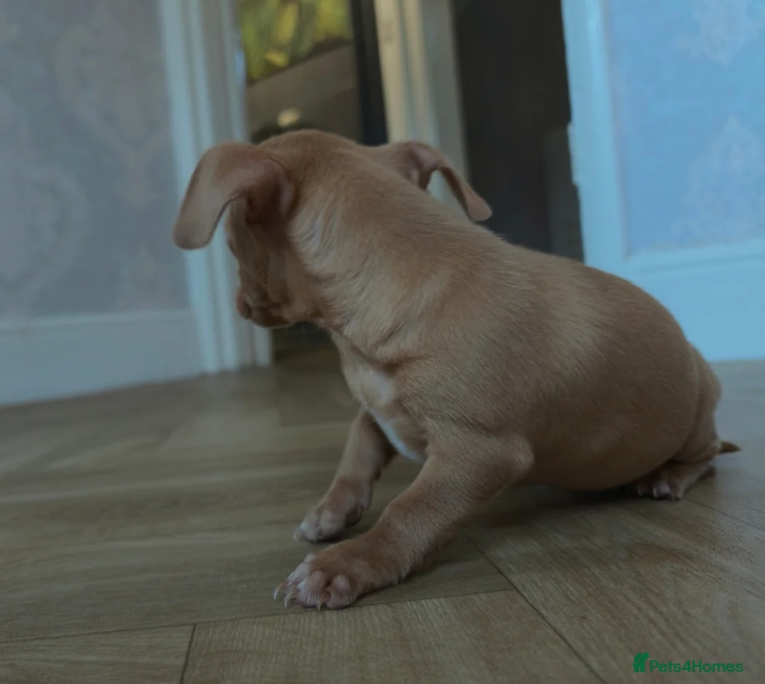 Chiweenie dogs for sale: Stunning Micro Chiweenie Last One - Smallest in UK - Advert 2