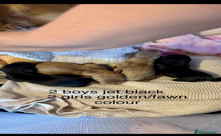 Mixed Breed dogs - Advert 16