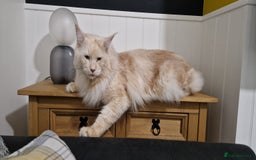 Maine Coon cats for sale: Male cream smoke  - Image 3