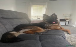 German Shepherd dogs for sale: German Shepherd Girl 13 months old  - Image 3