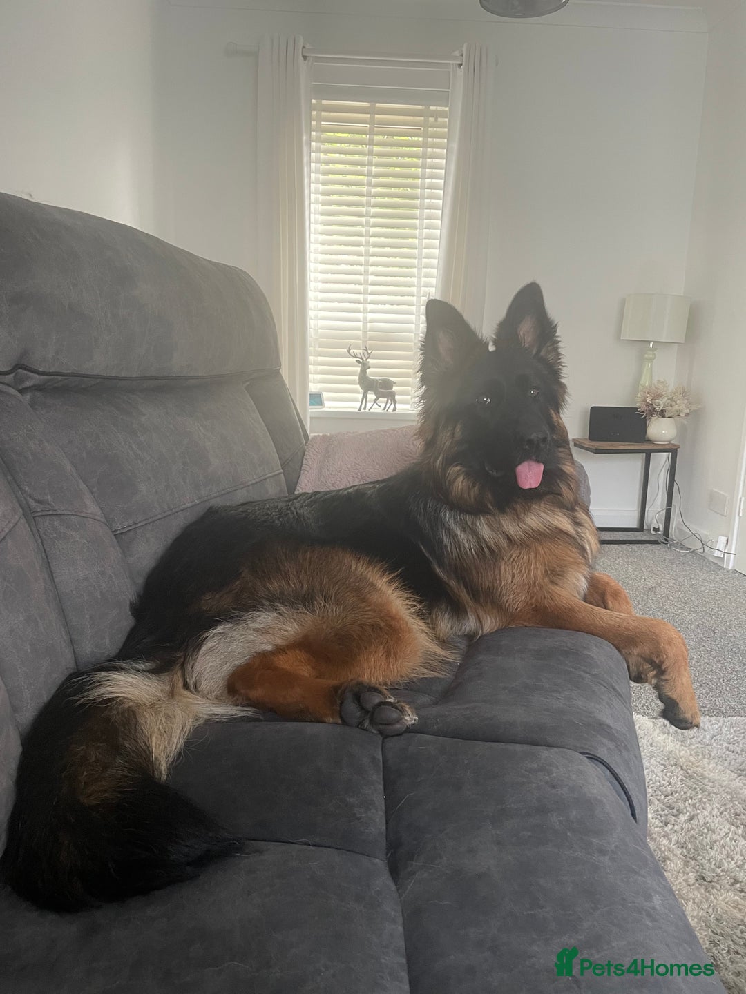 German Shepherd dogs for sale: German Shepherd Girl 13 months old  - Image 3