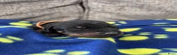 Dobermann dogs for sale: KC registered Dobermann puppies  - Advert 17