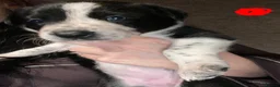 Border Collie dogs for sale: 6 Stunning Border Collie Pups - Advert 9