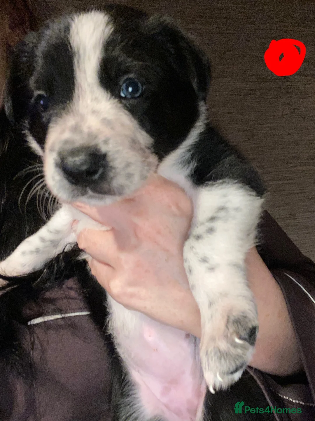 Border Collie dogs for sale: 6 Stunning Border Collie Pups - Advert 9