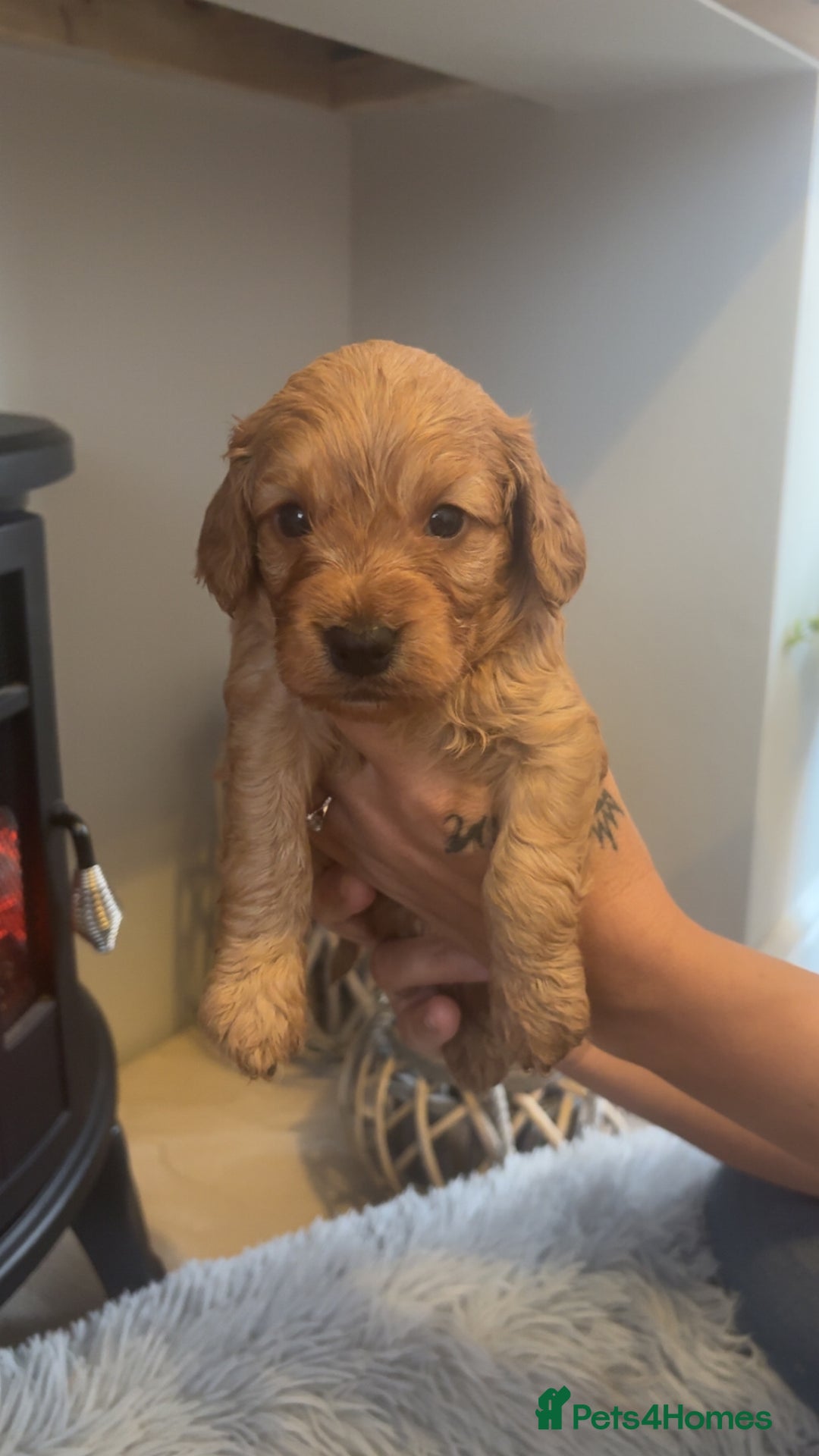 Cockapoo dogs for sale: Beautiful F1 Cockapoo puppies  - Image 2